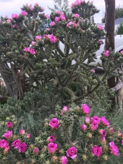 Kaktusi: Teksaski kaktus CYLINDROPUNTIA IMBRICATA reznica